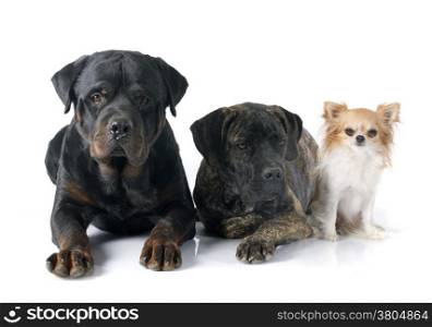 puppy cane corso, chihuahua and rottweiler in front of white background