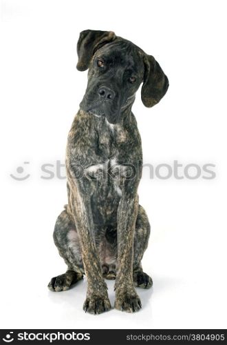 puppy cane corso in front of white background