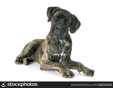 puppy cane corso in front of white background