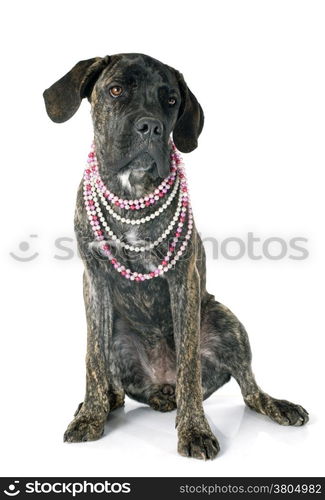 puppy cane corso in front of white background