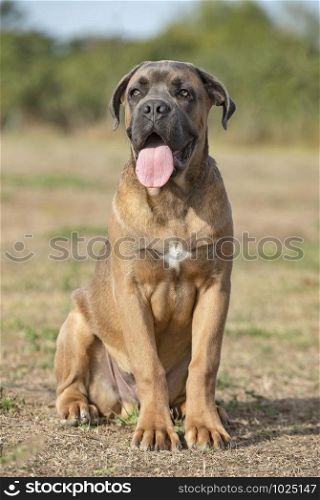 puppy cane corso resting in the nature