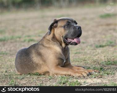 puppy cane corso resting in the nature