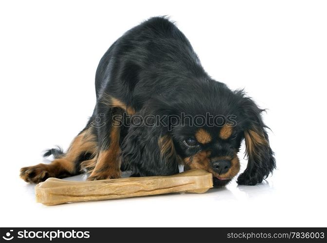 puppy cavalier king charles and bone in front of white background