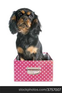 puppy cavalier king charles in front of white background