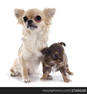 puppy chihuahua and adult in front of white background