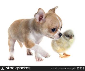puppy chihuahua and chick in front of white background