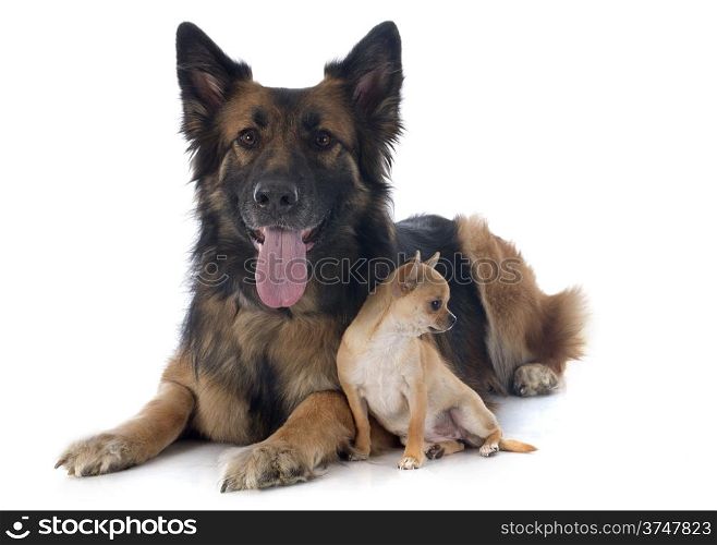 puppy chihuahua and german shepherd in front of white background