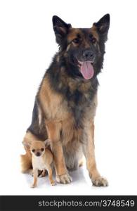 puppy chihuahua and german shepherd in front of white background
