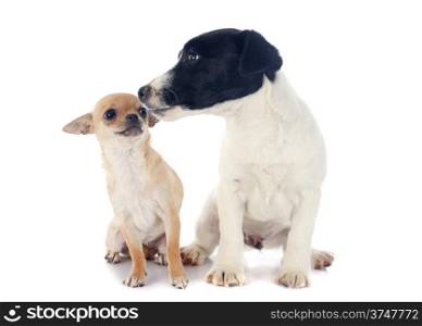 puppy chihuahua and jack russel terrier in front of white background