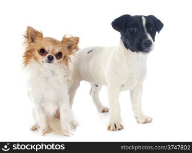 puppy chihuahua and jack russel terrier in front of white background
