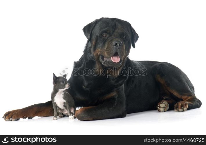 puppy chihuahua and rottweiler in front of white background