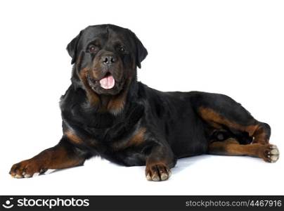 puppy chihuahua and rottweiler in front of white background