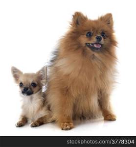 puppy chihuahua and spitz in front of white background