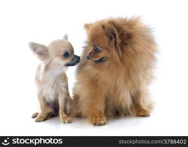 puppy chihuahua and spitz in front of white background