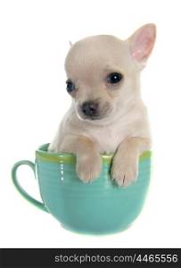 puppy chihuahua in bowl in front of white background