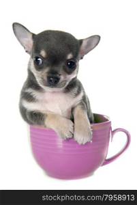 puppy chihuahua in bowl in front of white background