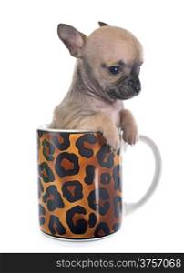 puppy chihuahua in cup in front of white background