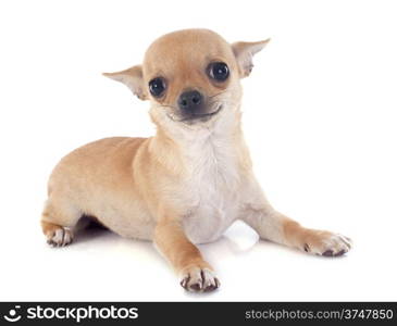 puppy chihuahua in front of white background