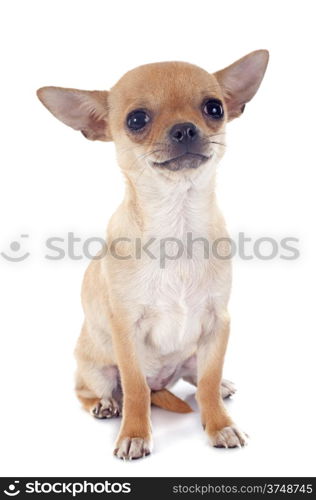 puppy chihuahua in front of white background