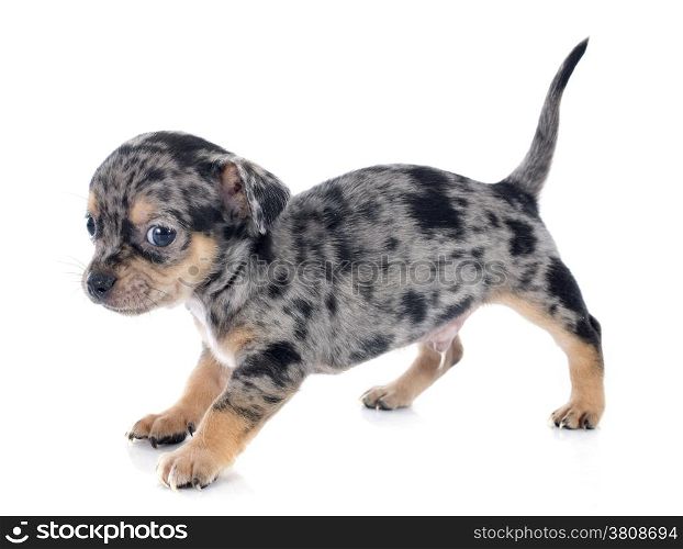 puppy chihuahua in front of white background