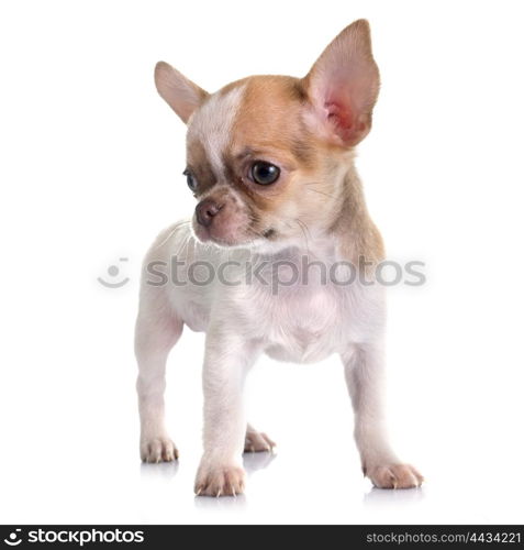 puppy chihuahua in front of white background