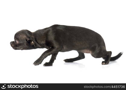 puppy chihuahua in front of white background