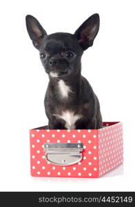 puppy chihuahua in front of white background