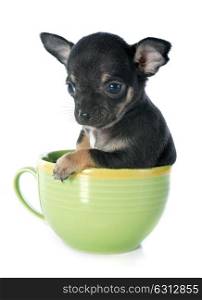 puppy chihuahua in front of white background