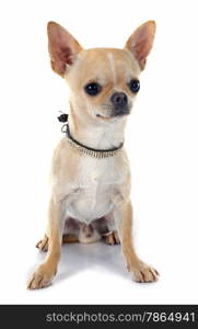 puppy chihuahua in front of white background