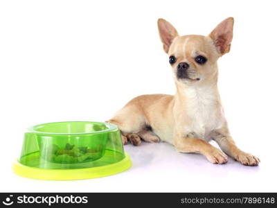 puppy chihuahua in front of white background