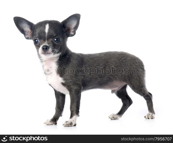 puppy chihuahua in front of white background