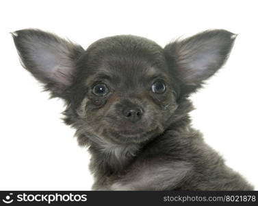 puppy chihuahua in front of white background