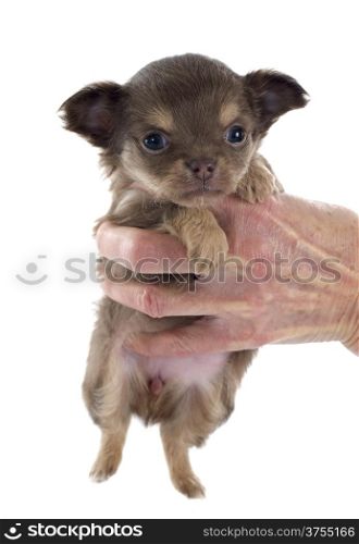 puppy chihuahua in hand in front of white background