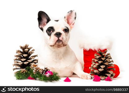 puppy christmas French Bulldog isolared on white