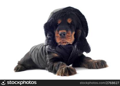 puppy cocker spaniel dressed in front of white background