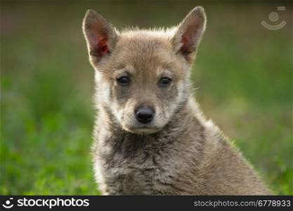 Puppy cross-breed of wild dog and wolf