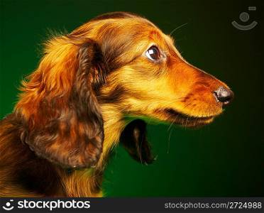 puppy dachshund on a green background
