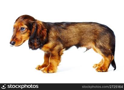 puppy dachshund on a white background