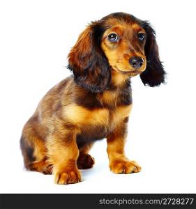 puppy dachshund on a white background