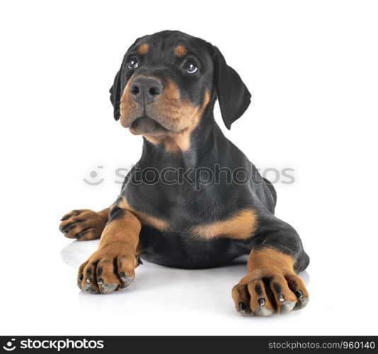 puppy Doberman Pinscher in front of white background