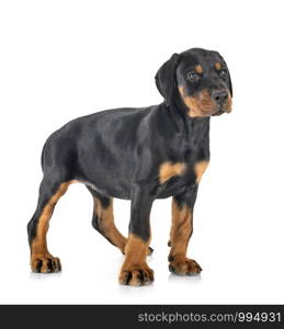 puppy Doberman Pinscher in front of white background