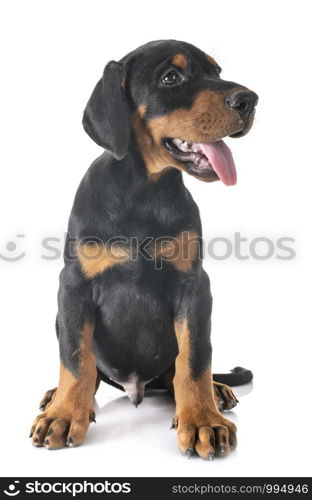 puppy Doberman Pinscher in front of white background