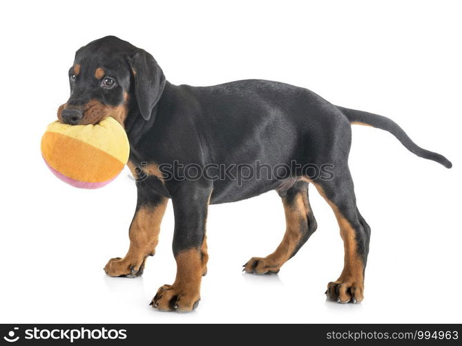 puppy Doberman Pinscher in front of white background