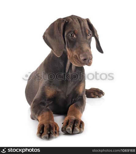 puppy dobermann pinsher in front of white background
