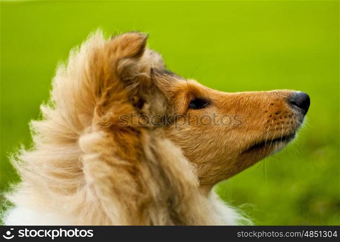 puppy-dog collie. Collie