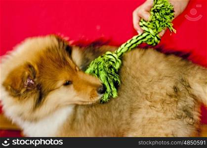 puppy-dog collie plays with a cord. puppy-dog Collie