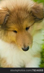 puppy-dog collie . puppy-dog Collie