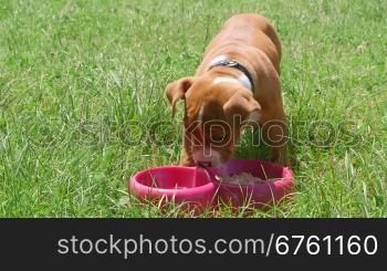 Puppy dog eating his food from dish on the grass