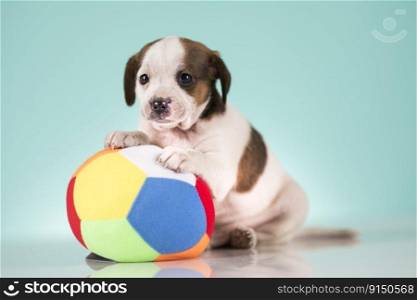 Puppy dog is playing with a ball