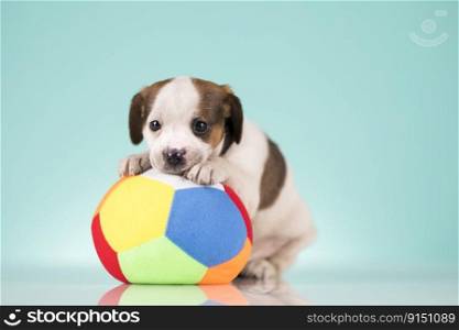 Puppy dog is playing with a ball